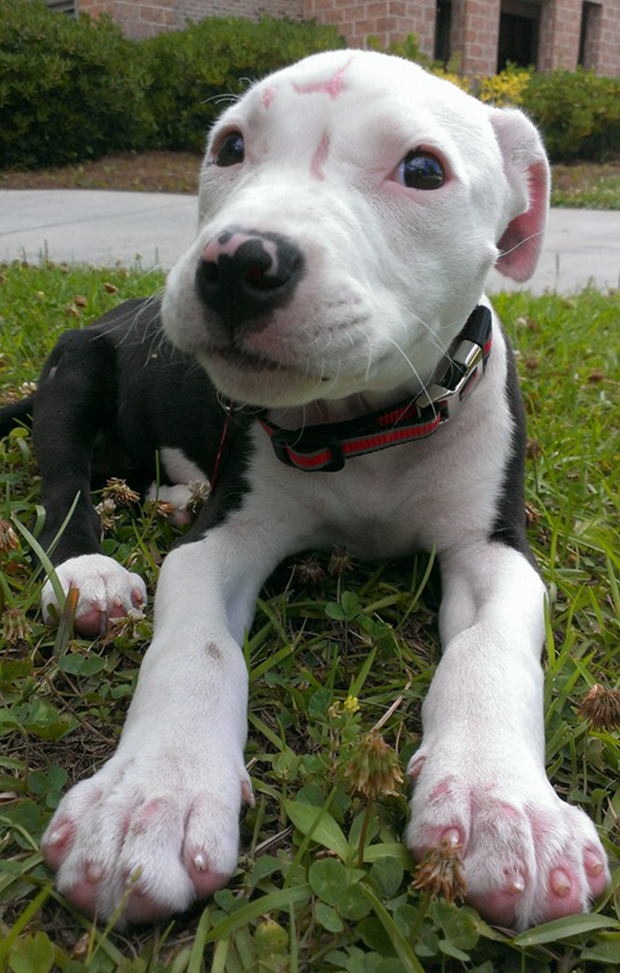 perro-jake-quemaduras-bombero-william-lindler (8)