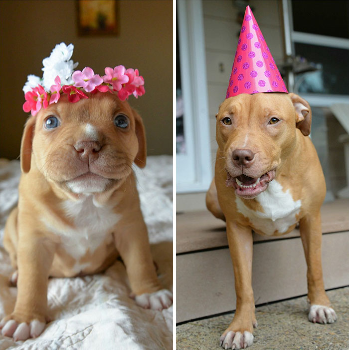 perro-pitbull-abandonado-cumpleanos-penny (1)