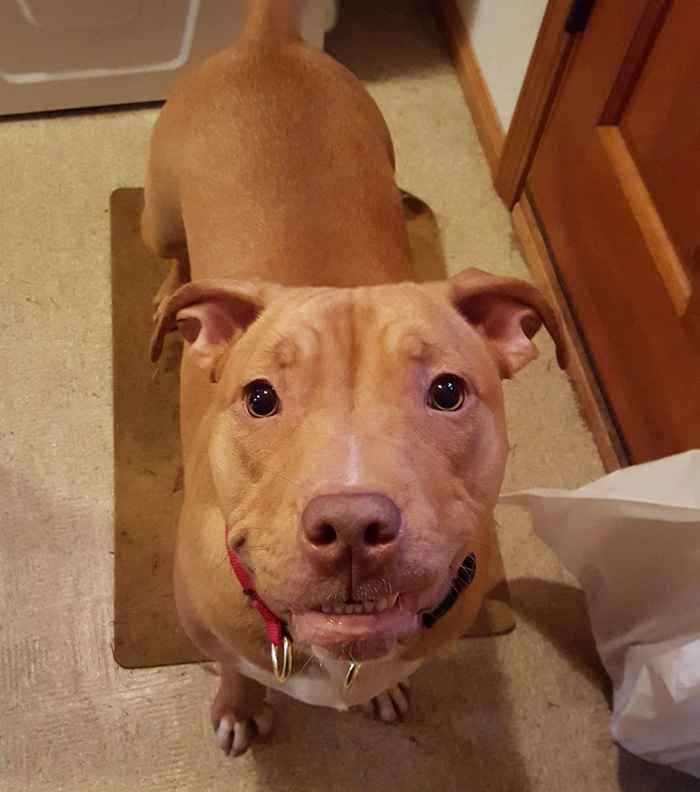 perro-pitbull-abandonado-cumpleanos-penny (3)