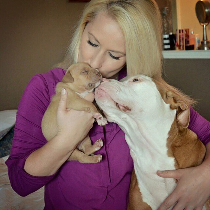 perro-pitbull-abandonado-cumpleanos-penny (4)