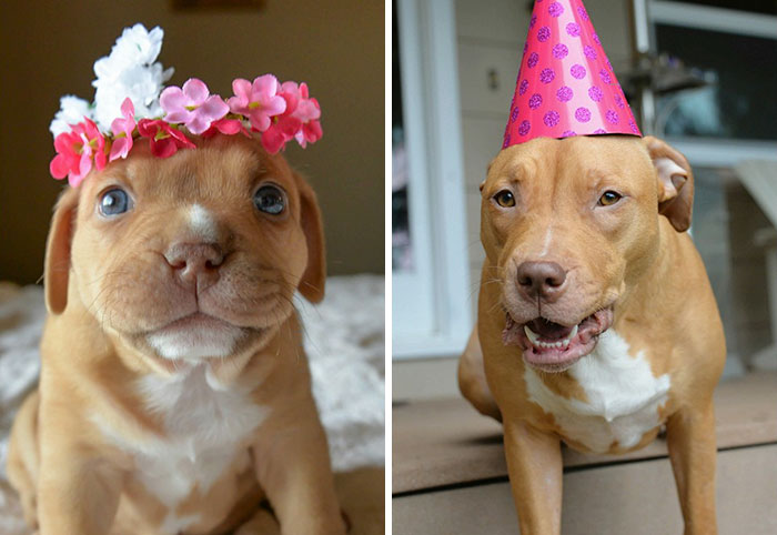 Este cachorro abandonado celebra su primer cumpleaños al que nadie pensaba que llegaría