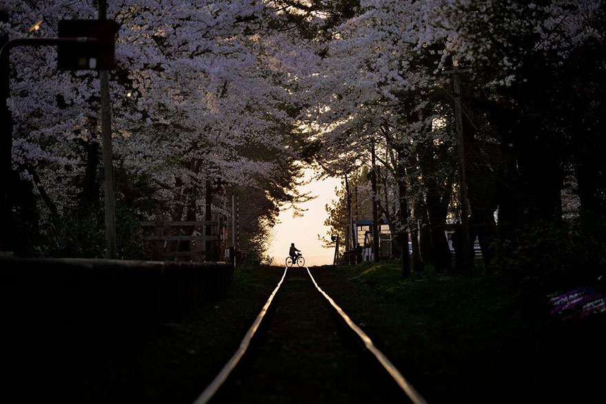 primavera-flores-cerezo-sakura-japon-national-geographic (1)