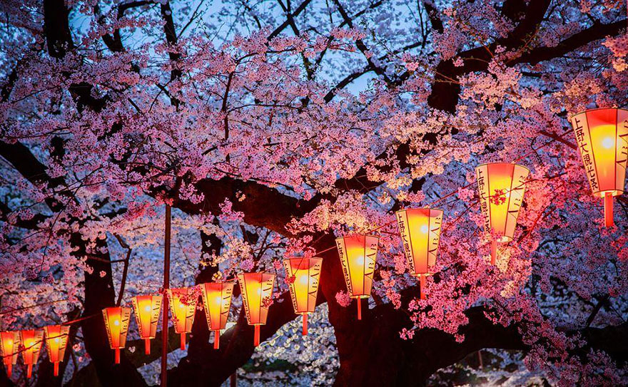 primavera-flores-cerezo-sakura-japon-national-geographic (13)