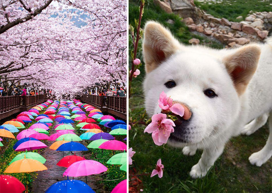 primavera-flores-cerezo-sakura-japon-national-geographic (14)