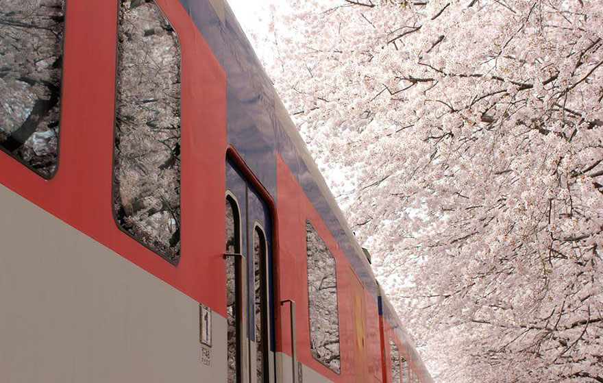 primavera-flores-cerezo-sakura-japon-national-geographic (5)