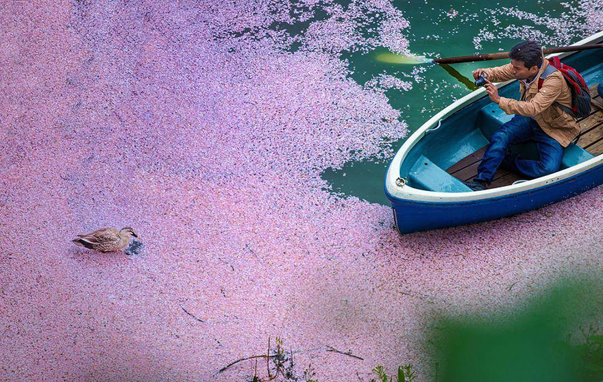primavera-flores-cerezo-sakura-japon-national-geographic (6)