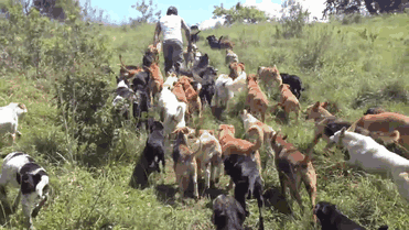 refugio-perros-mestizos-territorio-zaguates-costa-rica (1)