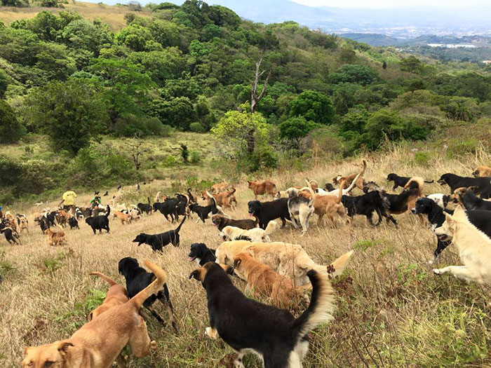 refugio-perros-mestizos-territorio-zaguates-costa-rica (1)