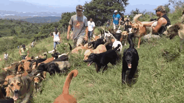 refugio-perros-mestizos-territorio-zaguates-costa-rica (2)