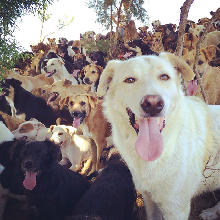 refugio-perros-mestizos-territorio-zaguates-costa-rica (3)