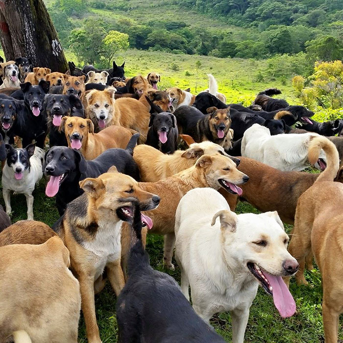 refugio-perros-mestizos-territorio-zaguates-costa-rica (5)