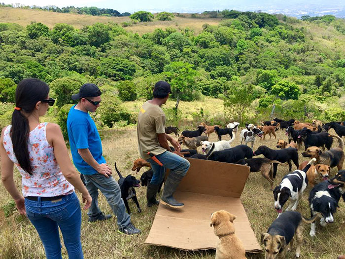refugio-perros-mestizos-territorio-zaguates-costa-rica (6)