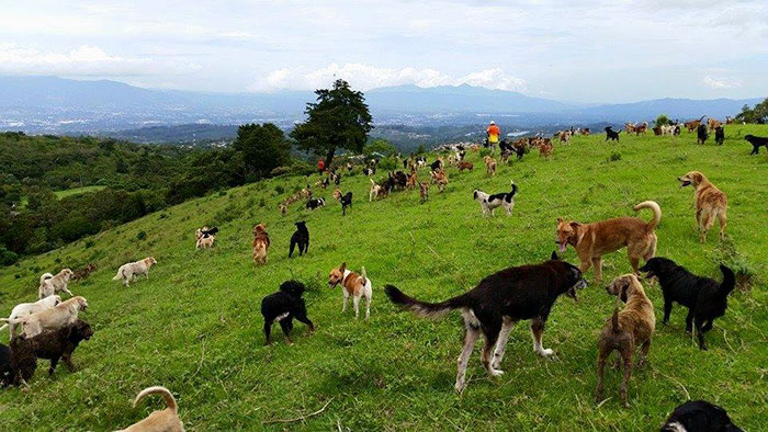 refugio-perros-mestizos-territorio-zaguates-costa-rica (7)