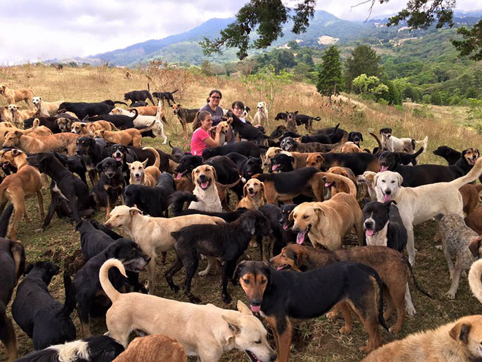 refugio-perros-mestizos-territorio-zaguates-costa-rica (8)