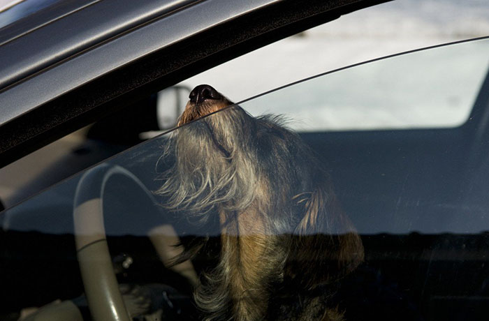 salvar-animales-encerrados-coches-florida (1)