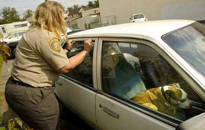 salvar-animales-encerrados-coches-florida (2)