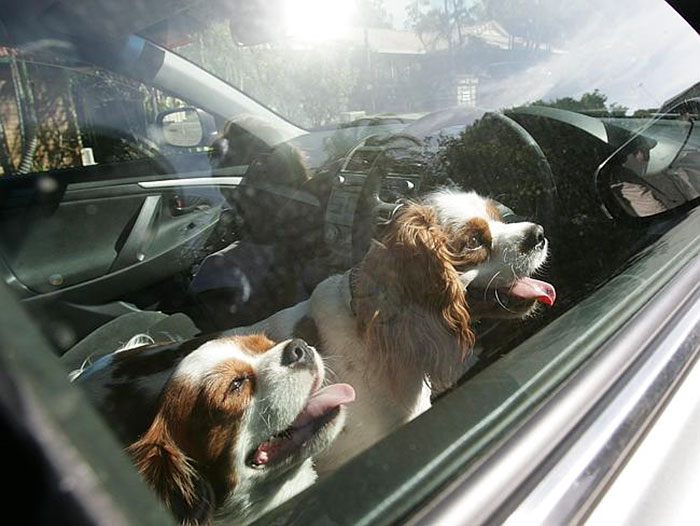 salvar-animales-encerrados-coches-florida (3)