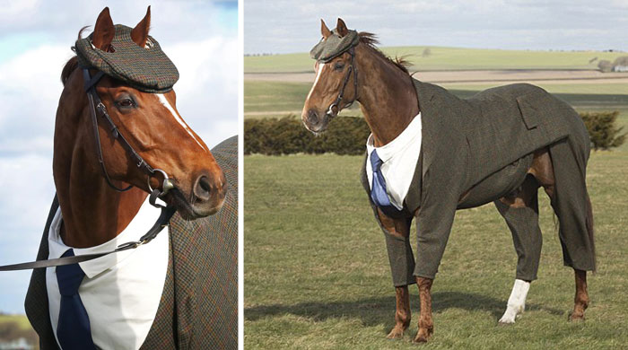 Este caballo recibe un traje hecho a medida y tiene un aspecto absolutamente elegante con él