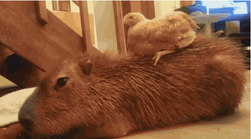amistad-animal-capibaras (1)