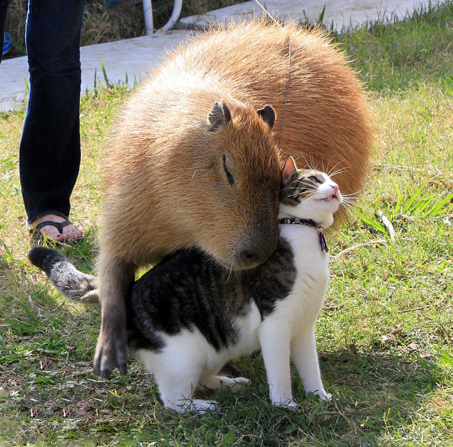 amistad-animal-capibaras (1)