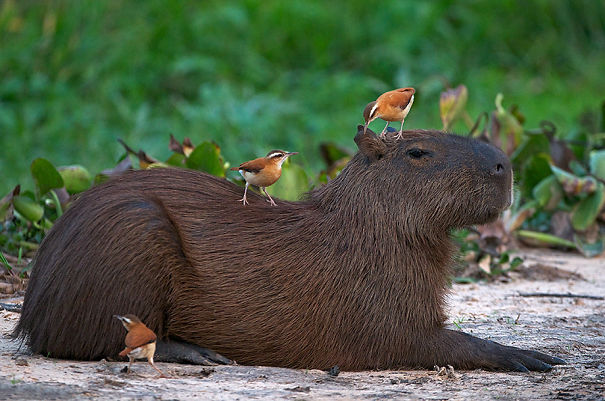 amistad-animal-capibaras (10)