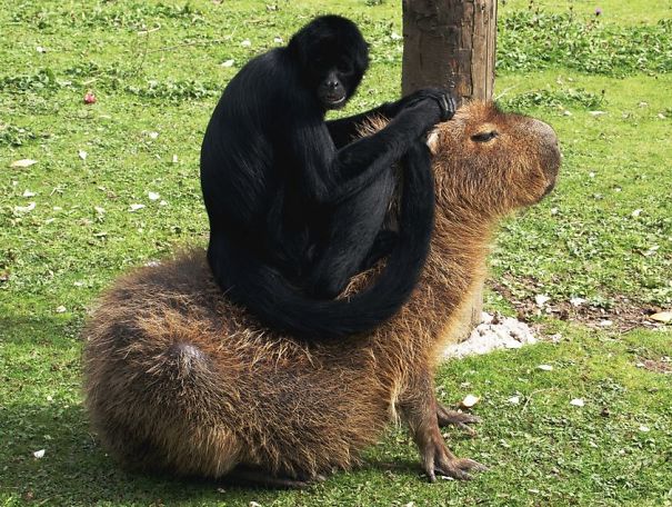 amistad-animal-capibaras (11)