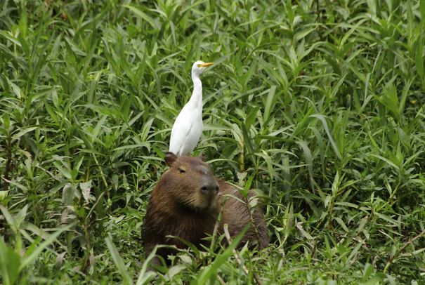amistad-animal-capibaras (12)