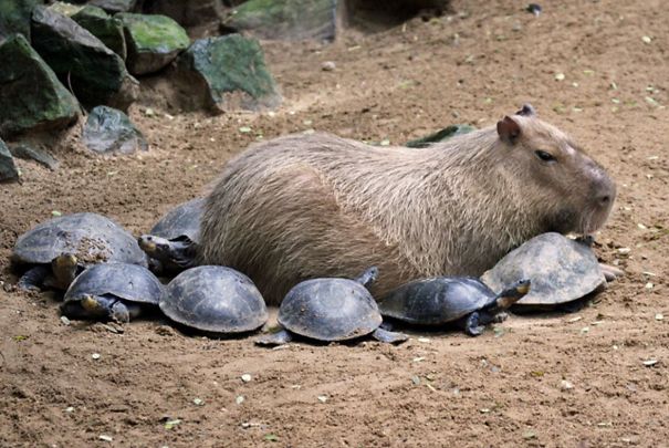 amistad-animal-capibaras (13)