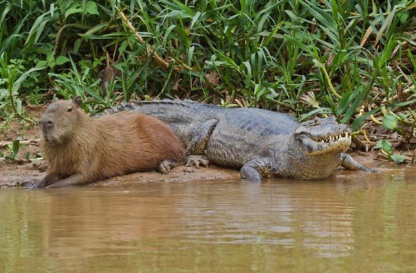 amistad-animal-capibaras (14)