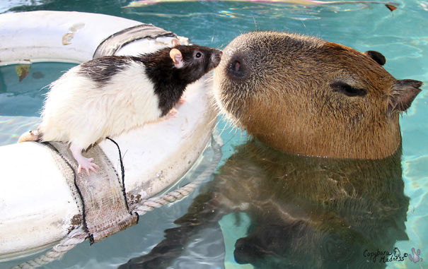 amistad-animal-capibaras (15)