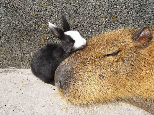 amistad-animal-capibaras (16)