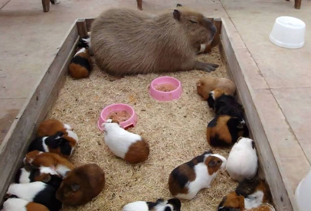amistad-animal-capibaras (17)