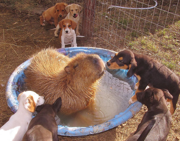 amistad-animal-capibaras (2)