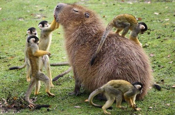 amistad-animal-capibaras (3)
