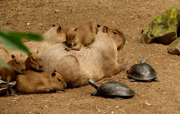 amistad-animal-capibaras (4)