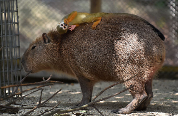 amistad-animal-capibaras (5)
