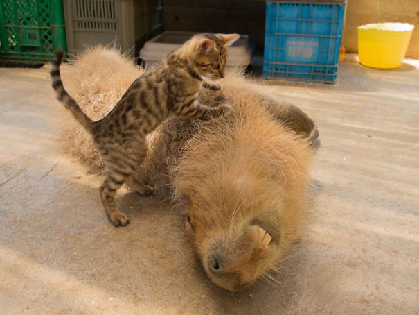 amistad-animal-capibaras (6)