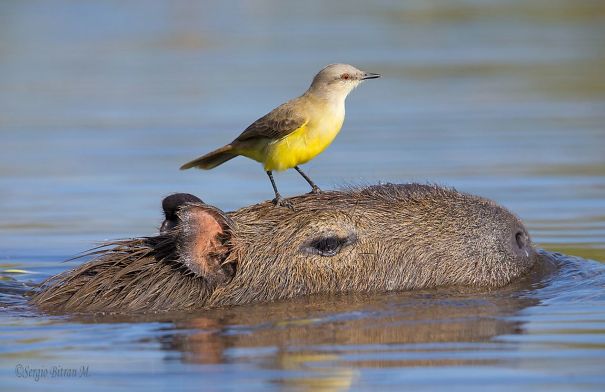 amistad-animal-capibaras (7)
