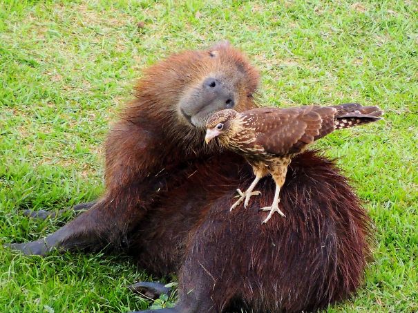 amistad-animal-capibaras (8)