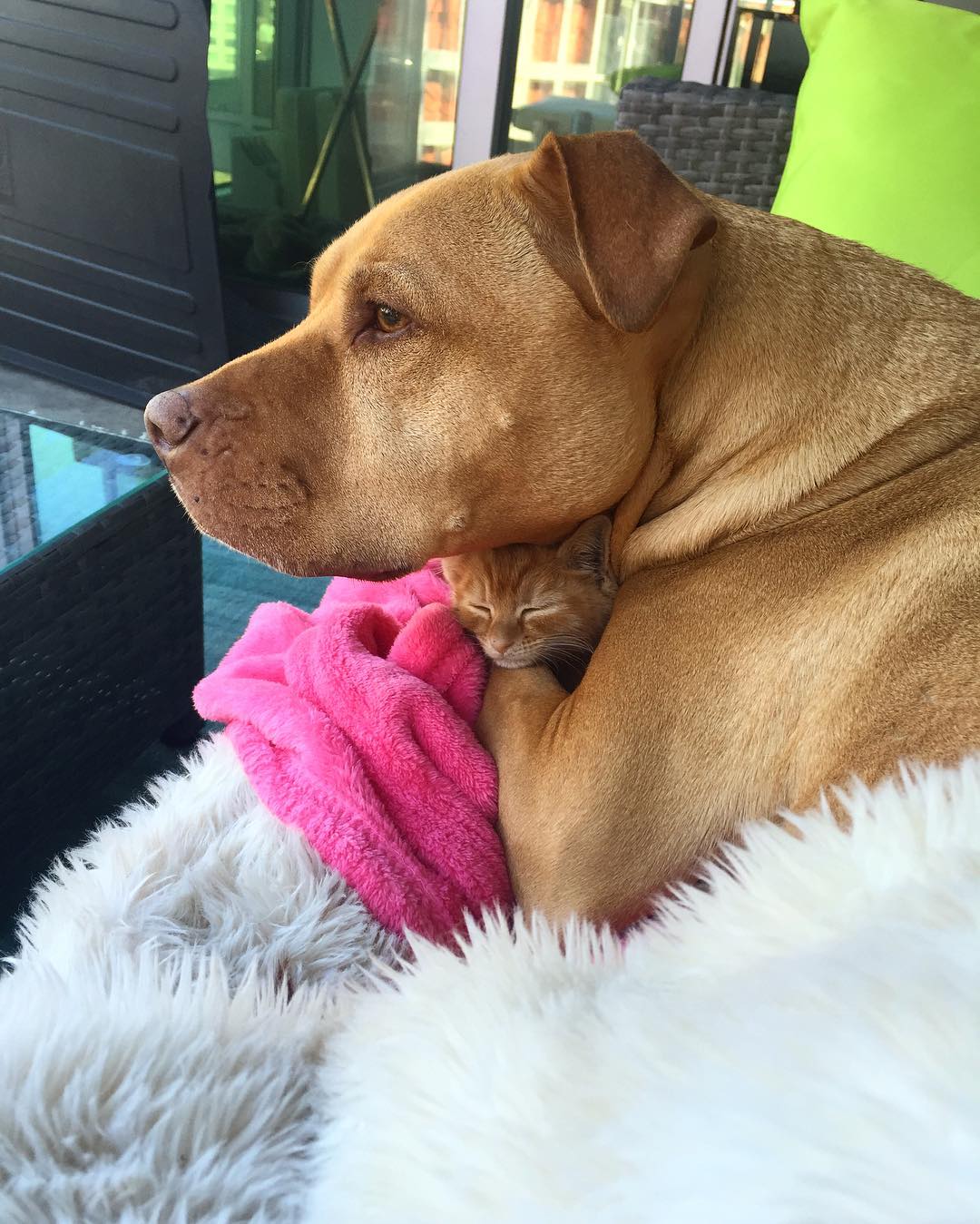 amistad-perro-pitbull-bubba-gata-rue-adoptados (1)