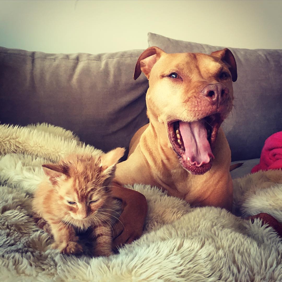 amistad-perro-pitbull-bubba-gata-rue-adoptados (10)