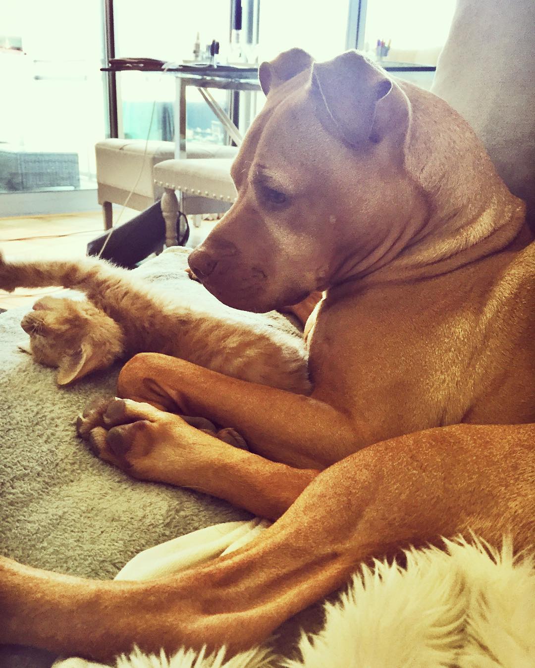 amistad-perro-pitbull-bubba-gata-rue-adoptados (11)