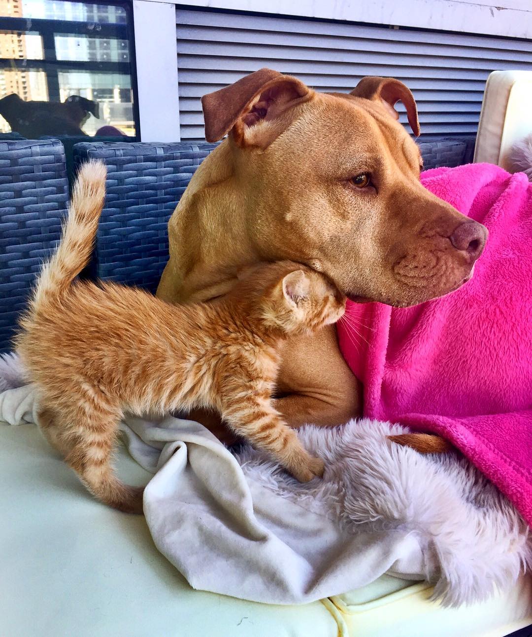 amistad-perro-pitbull-bubba-gata-rue-adoptados (12)