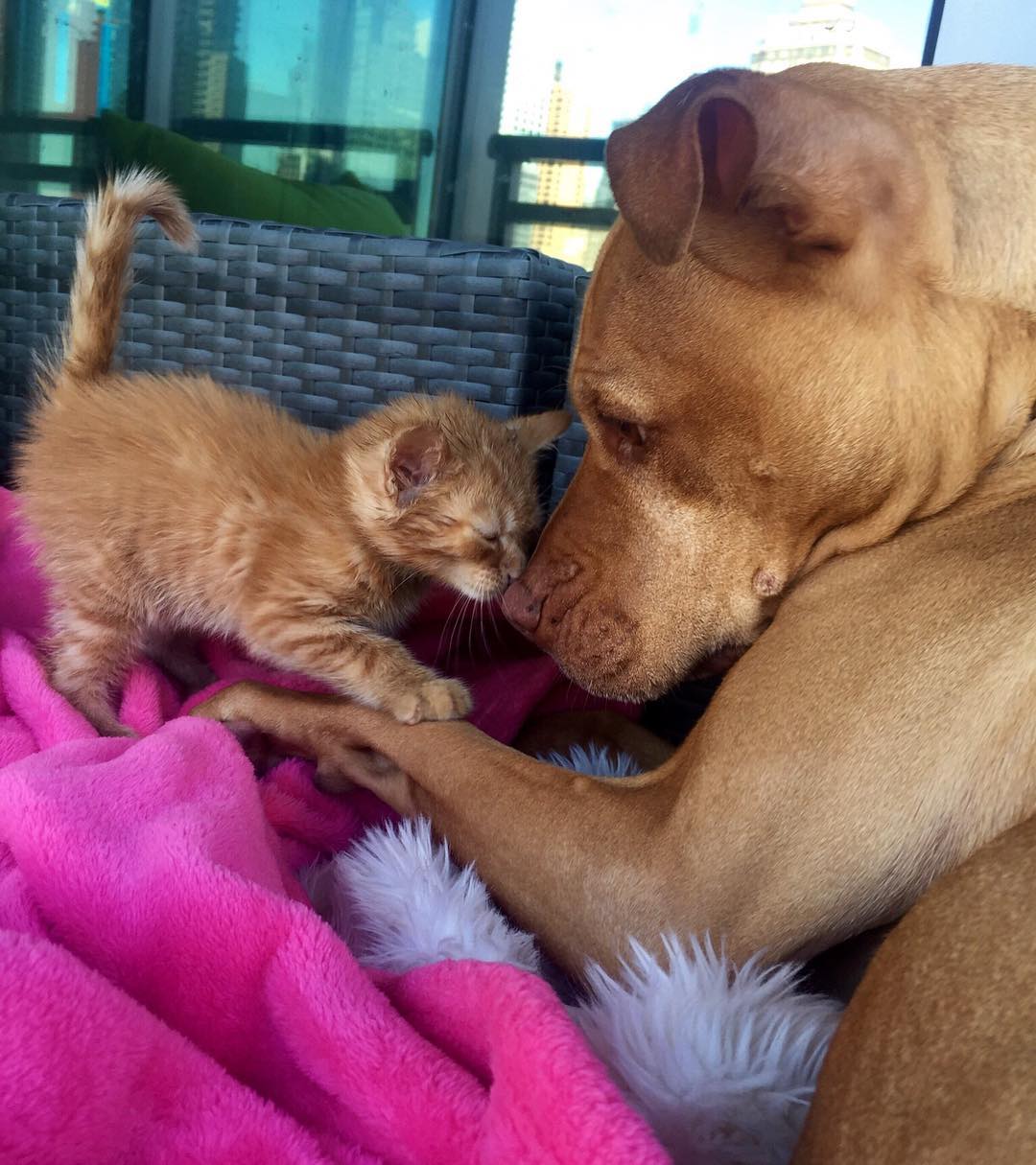 amistad-perro-pitbull-bubba-gata-rue-adoptados (3)