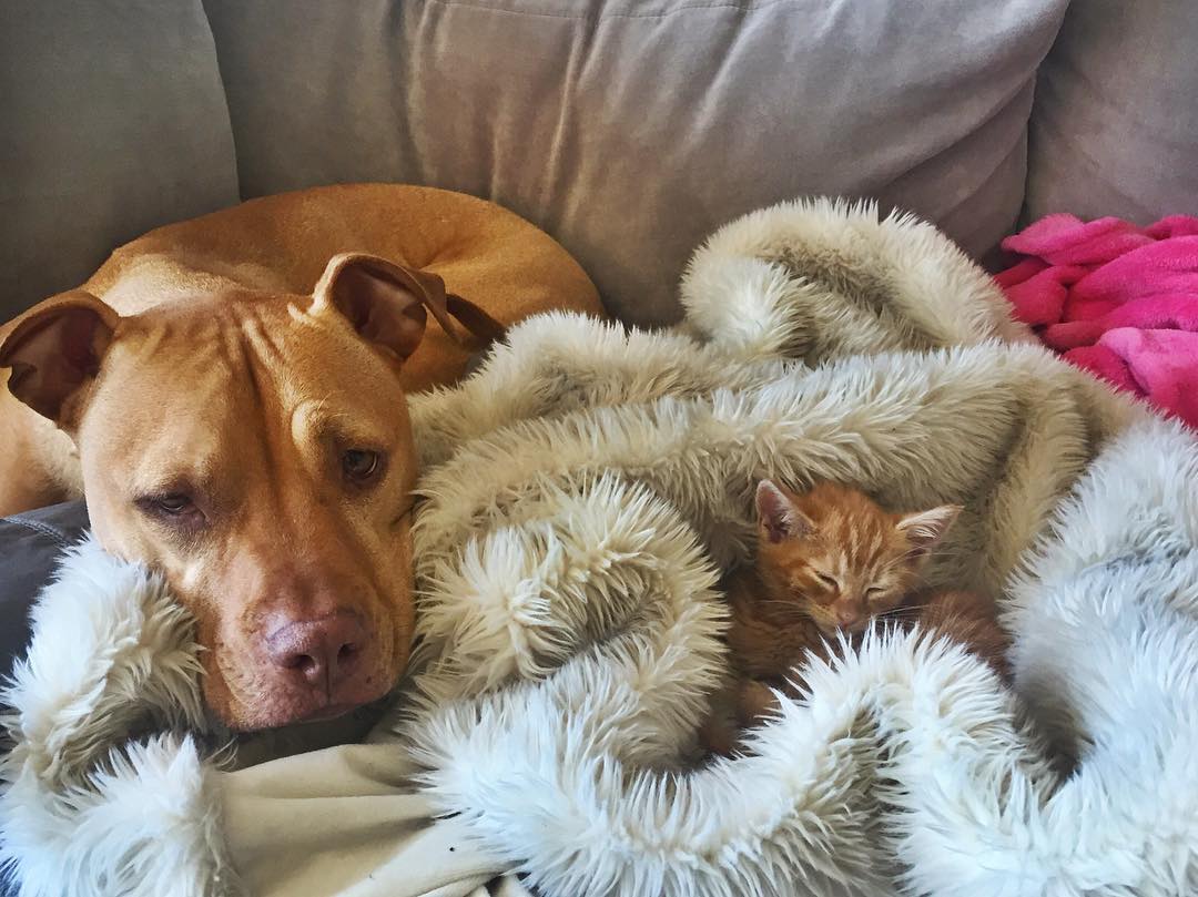 amistad-perro-pitbull-bubba-gata-rue-adoptados (4)