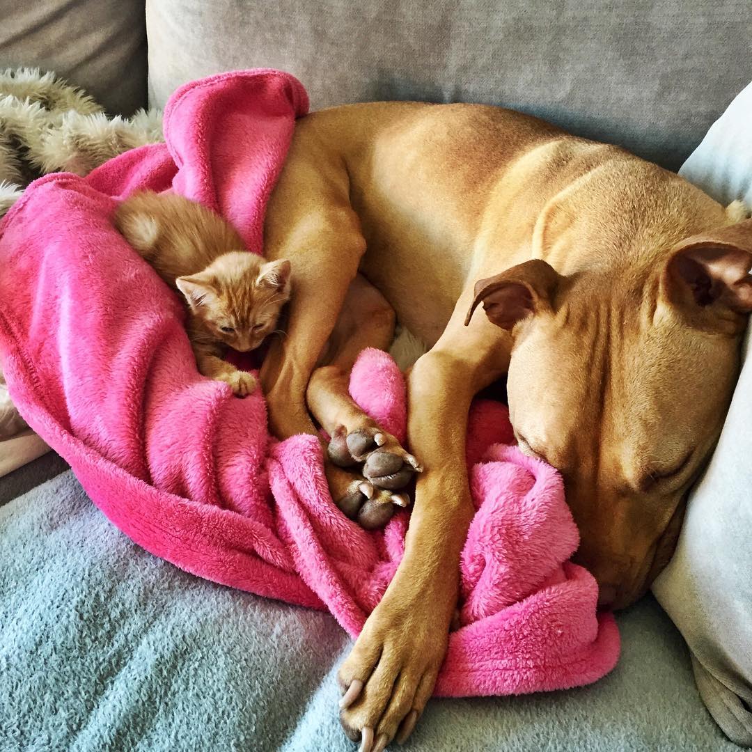 amistad-perro-pitbull-bubba-gata-rue-adoptados (5)