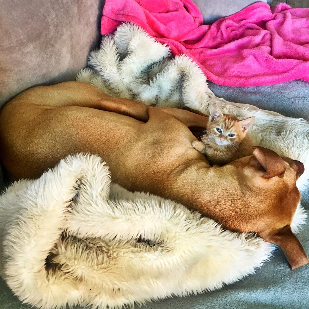 amistad-perro-pitbull-bubba-gata-rue-adoptados (6)