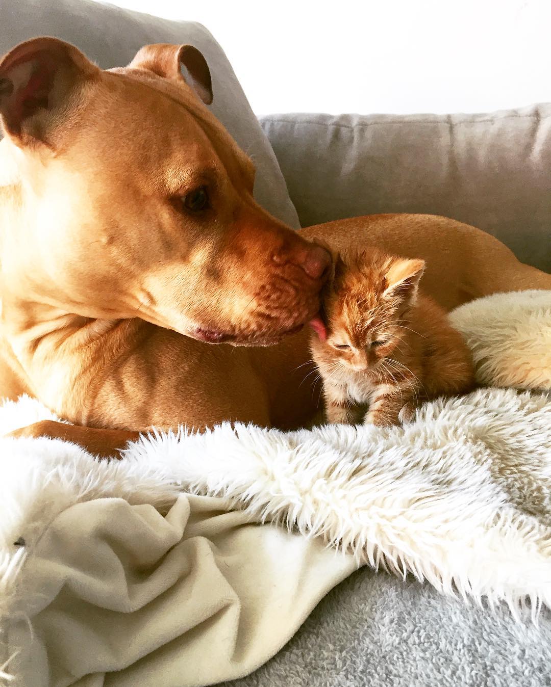 amistad-perro-pitbull-bubba-gata-rue-adoptados (7)