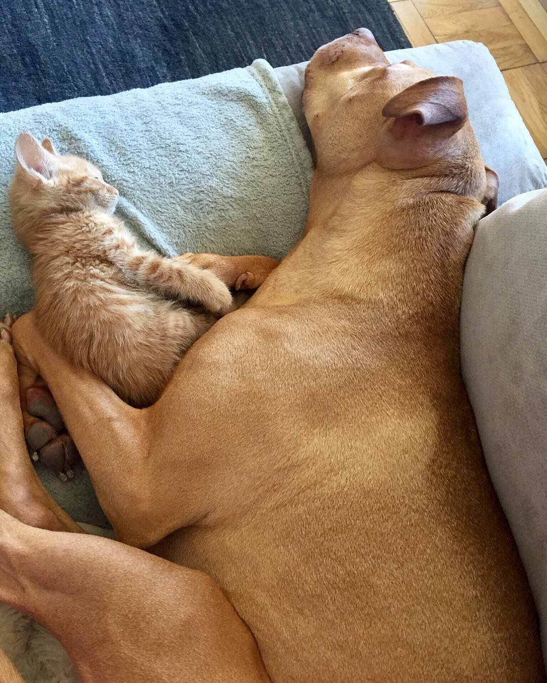 amistad-perro-pitbull-bubba-gata-rue-adoptados (8)