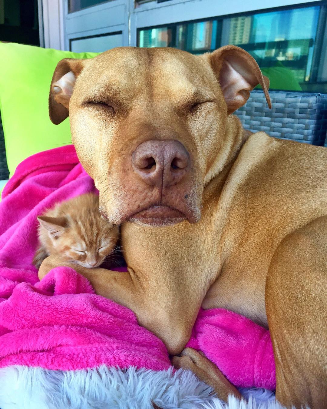 amistad-perro-pitbull-bubba-gata-rue-adoptados (9)